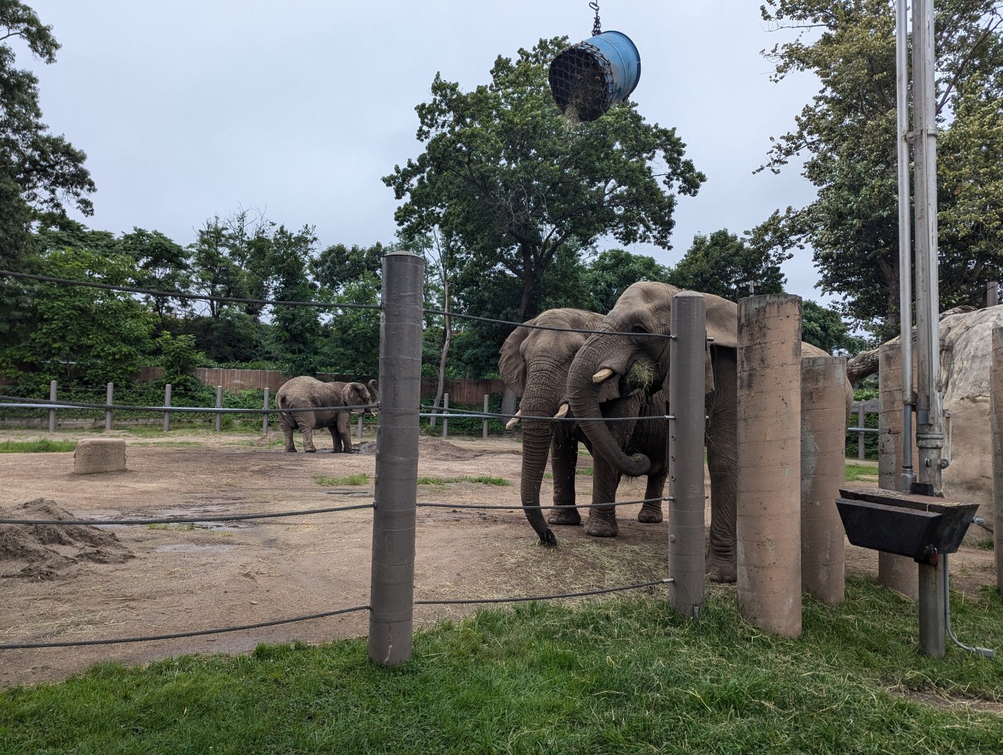 African Elephants Eating