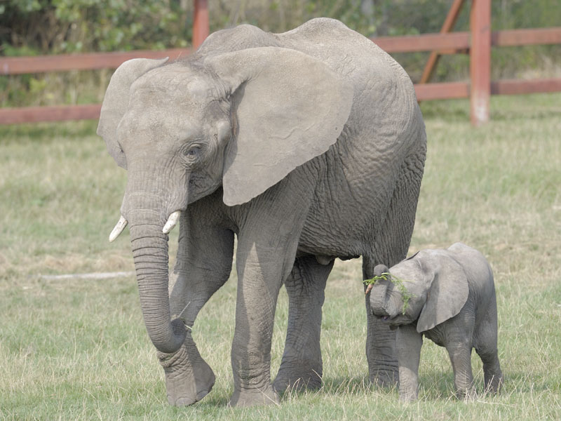 African elephants Etana and minder