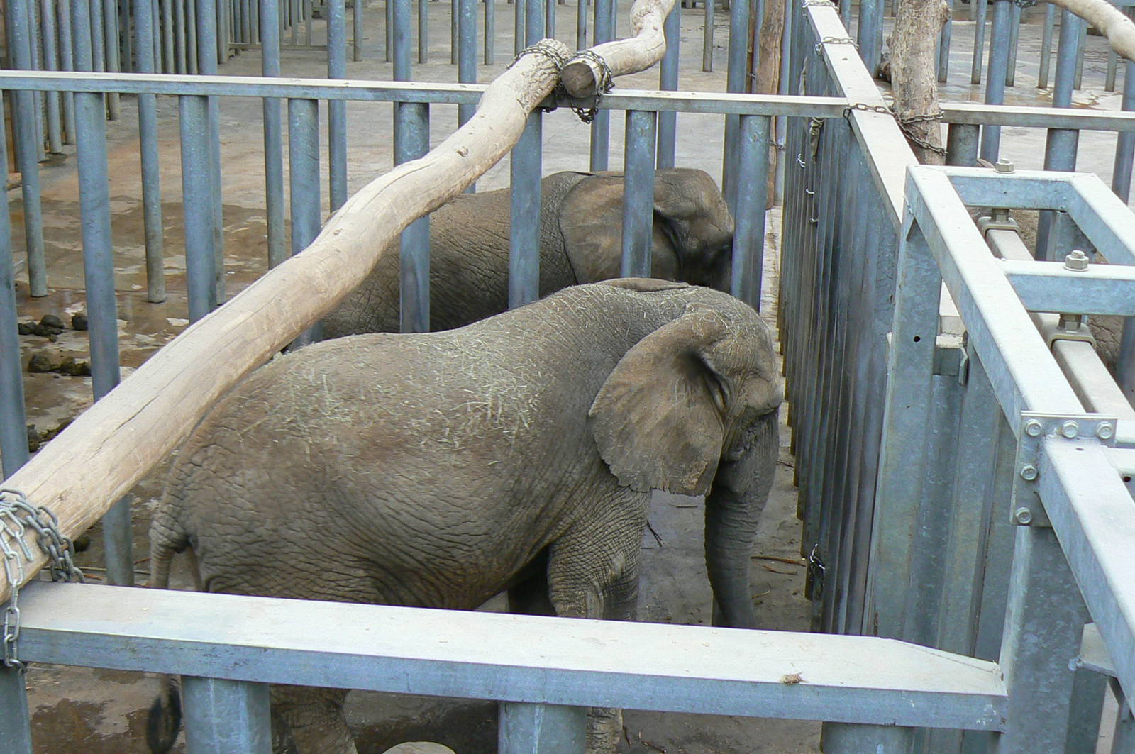 African elephants exhibit - Elephants house
