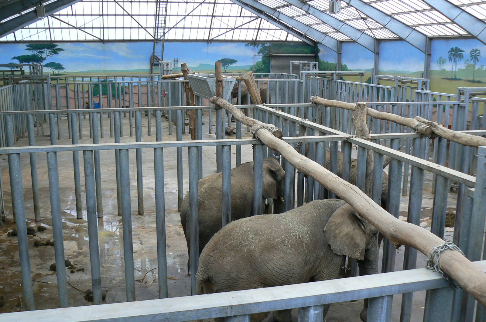 African elephants exhibit - Elephants house