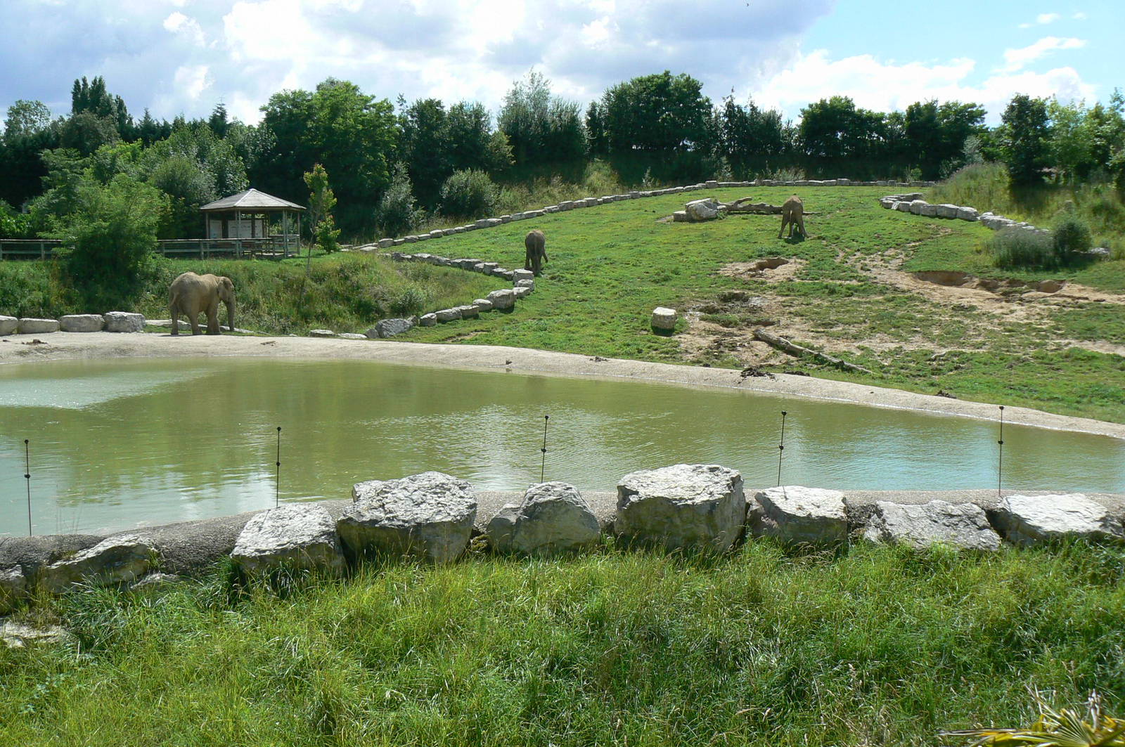 African elephants exhibit - first enclosure (with grass)