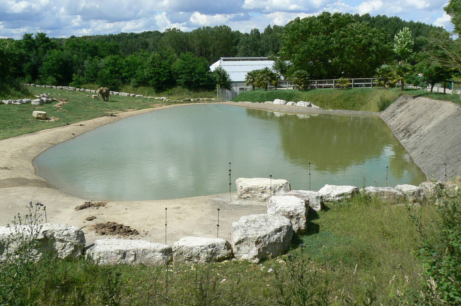 African elephants exhibit - first enclosure (with grass)