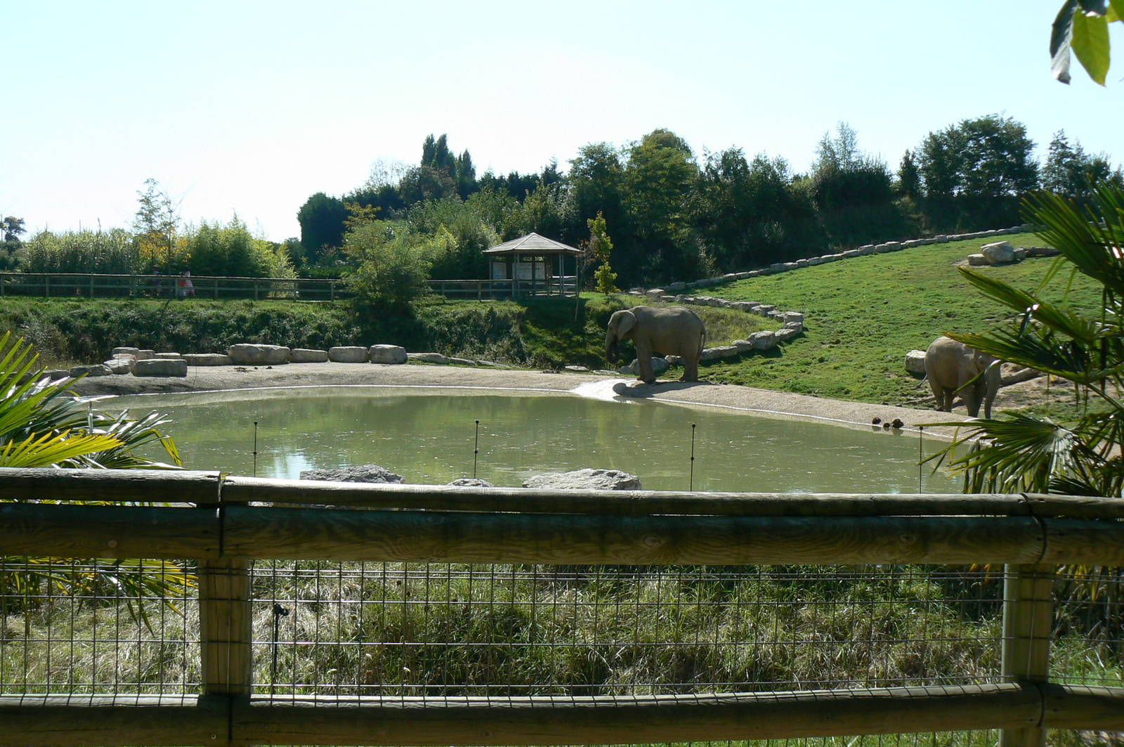 African elephants exhibit - first enclosure (with grass)