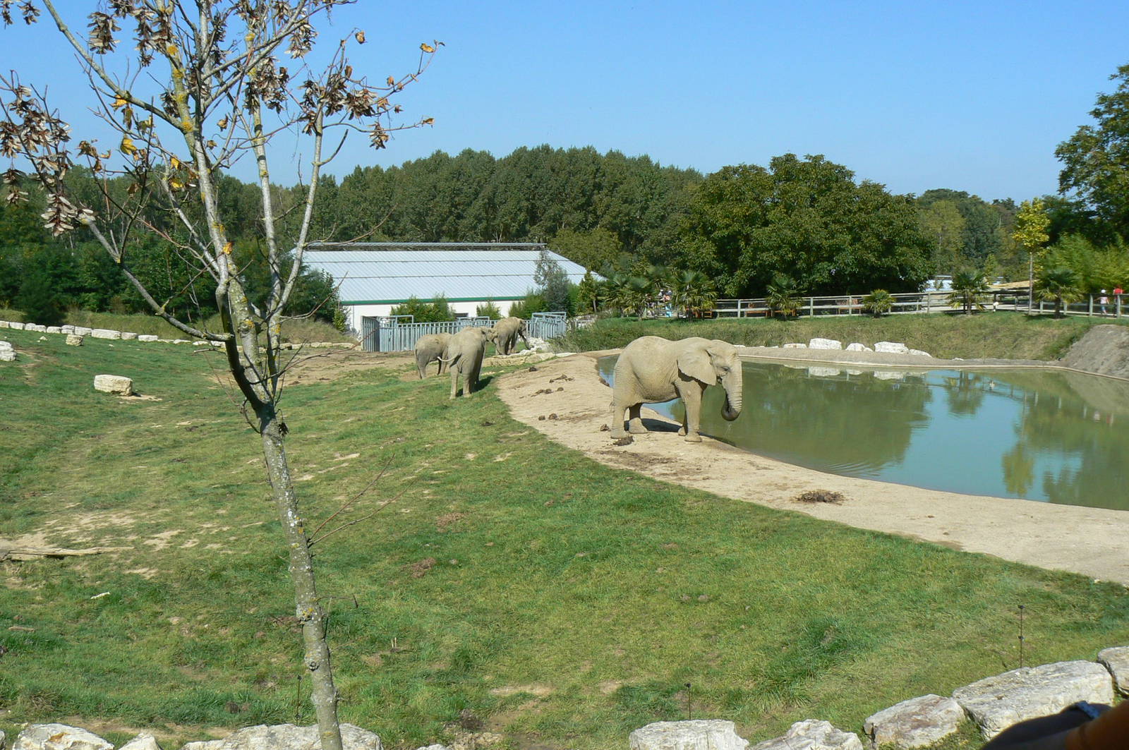 African elephants exhibit - first enclosure (with grass)
