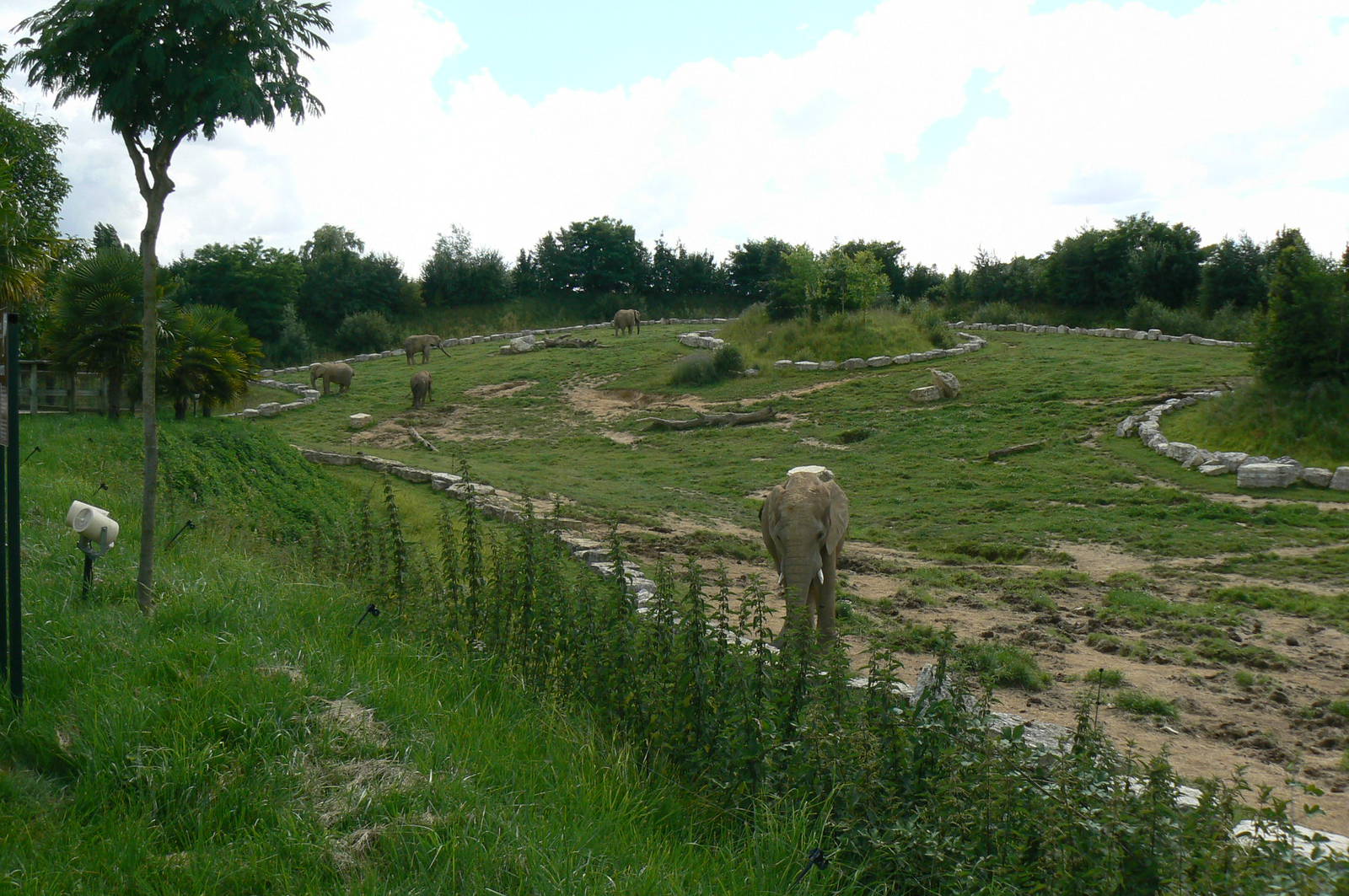 African elephants exhibit - first enclosure (with grass)