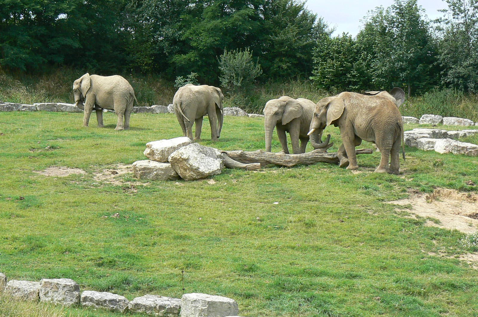 African elephants exhibit