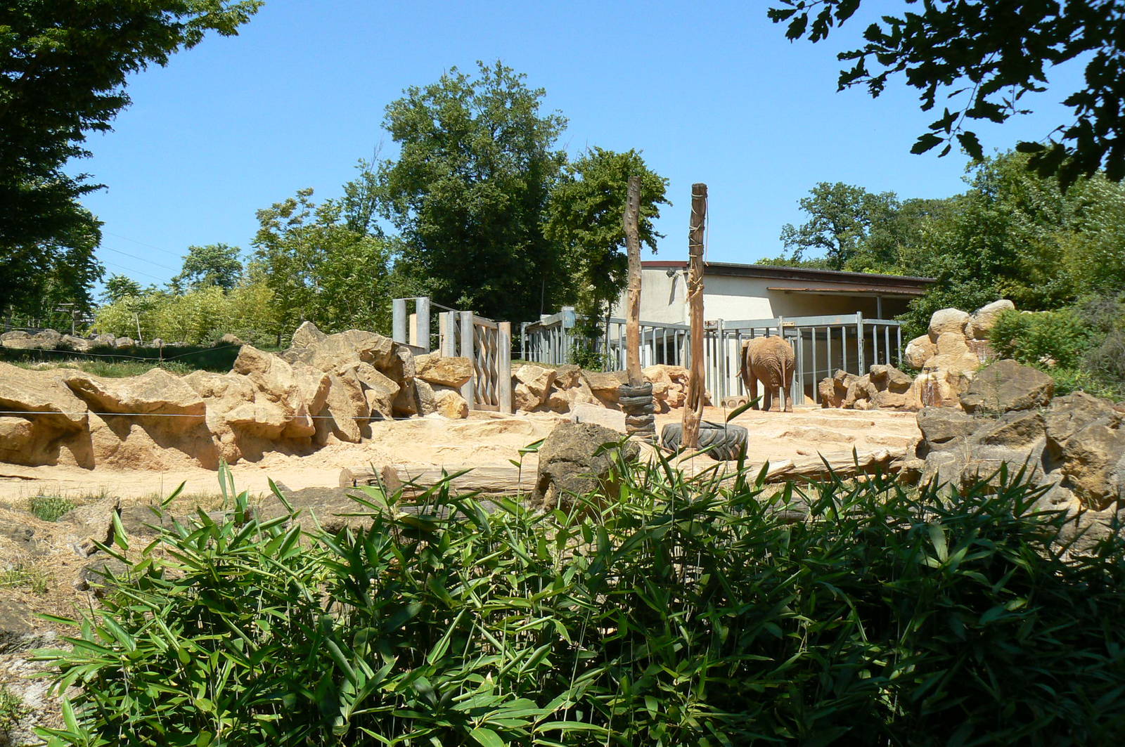 African elephants exhibit
