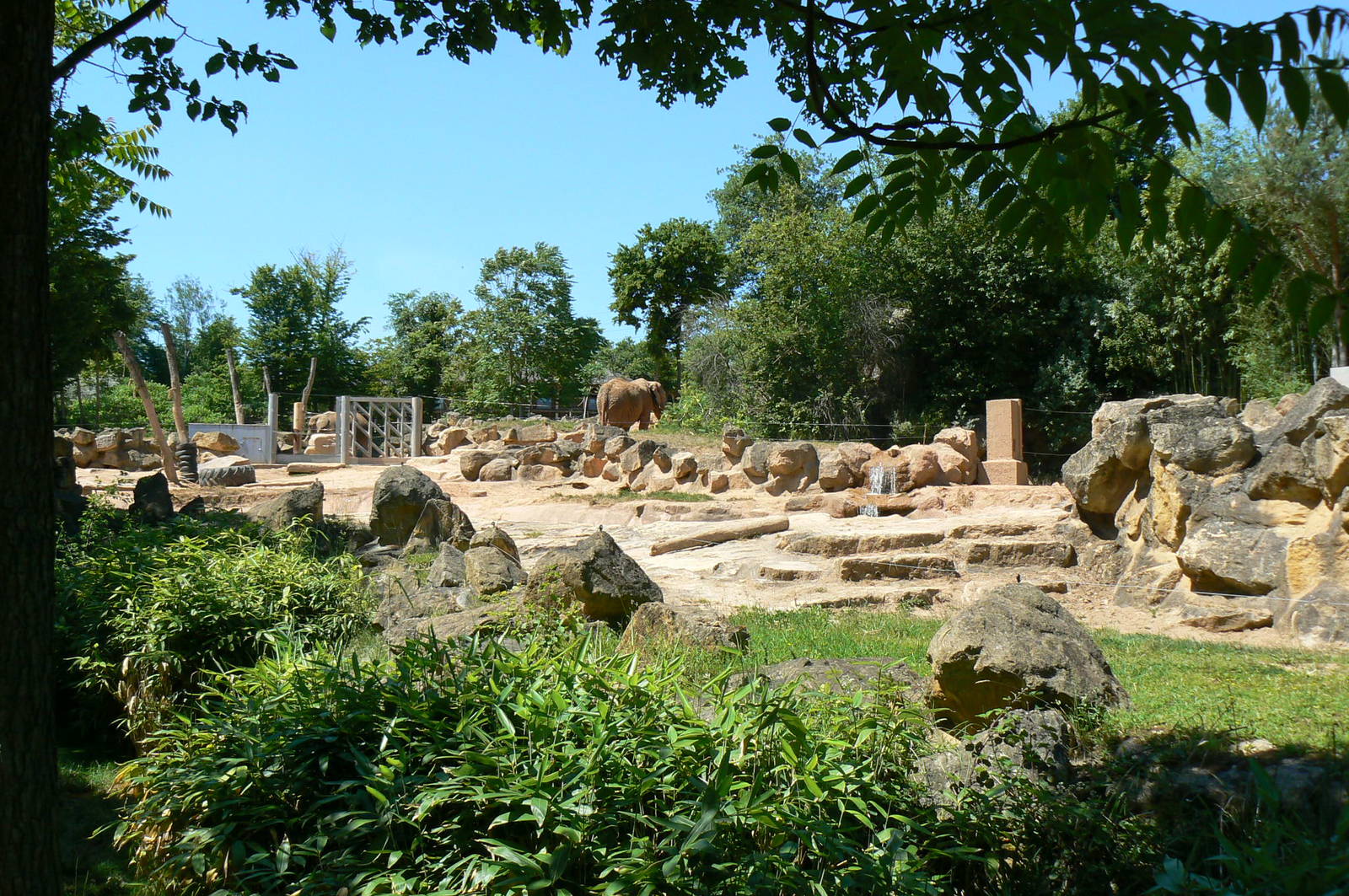 African elephants exhibit