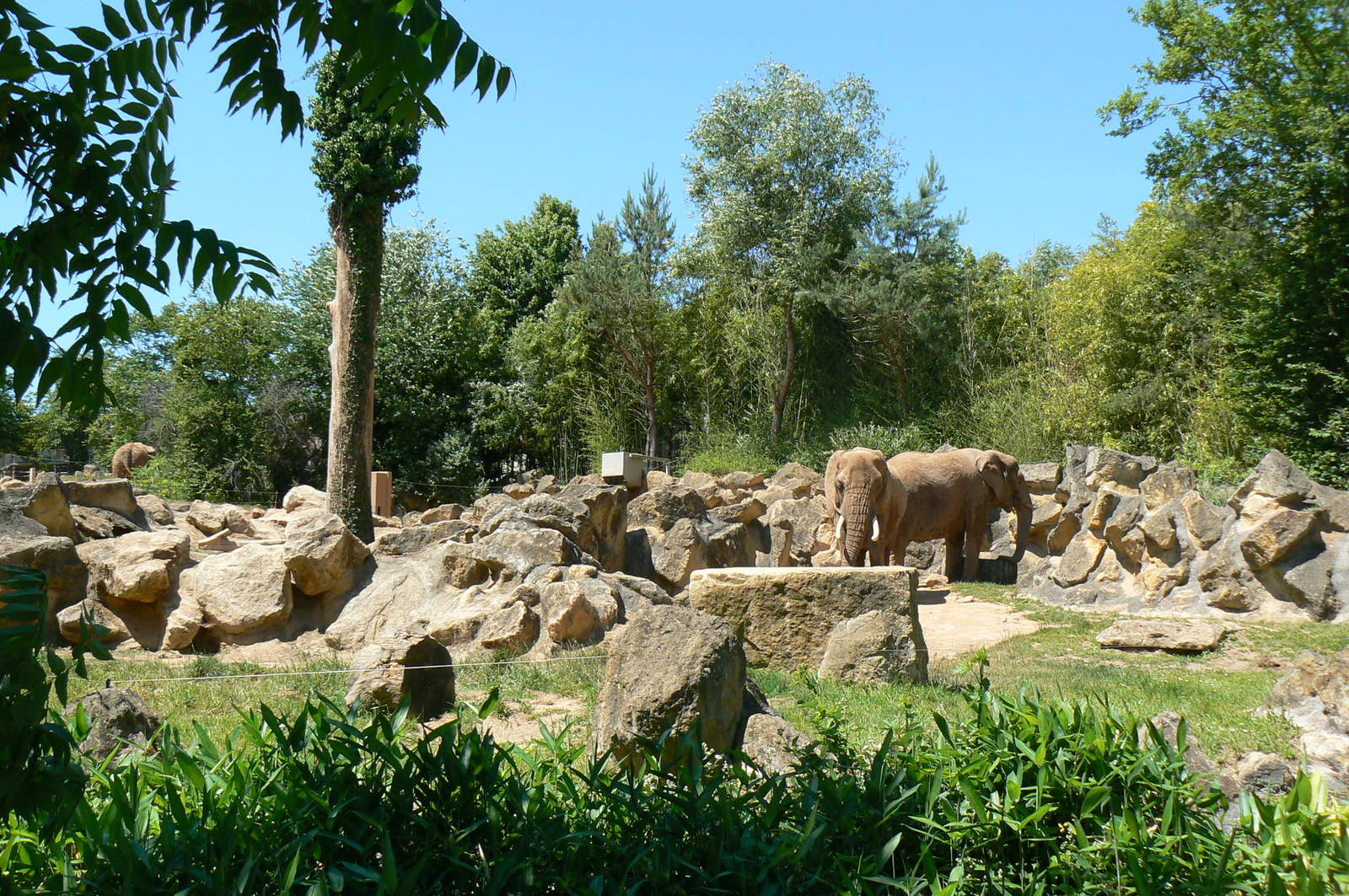 African elephants exhibit