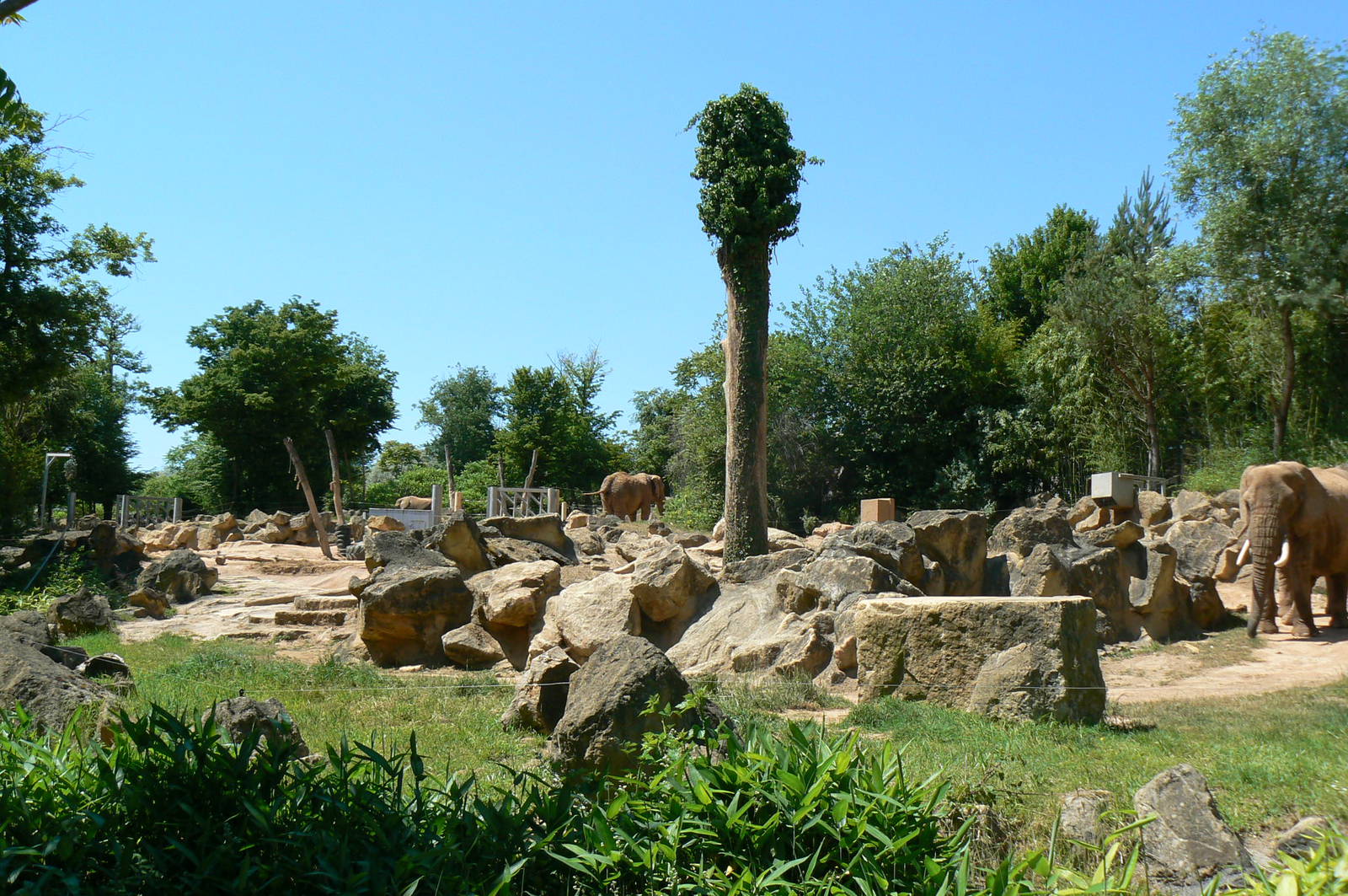 African elephants exhibit