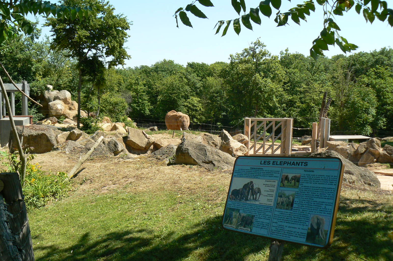 African elephants exhibit