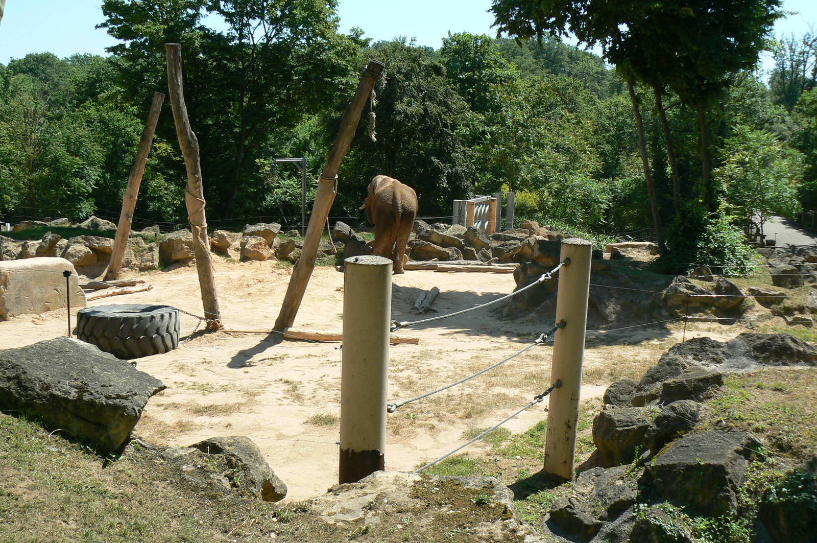 African elephants exhibit