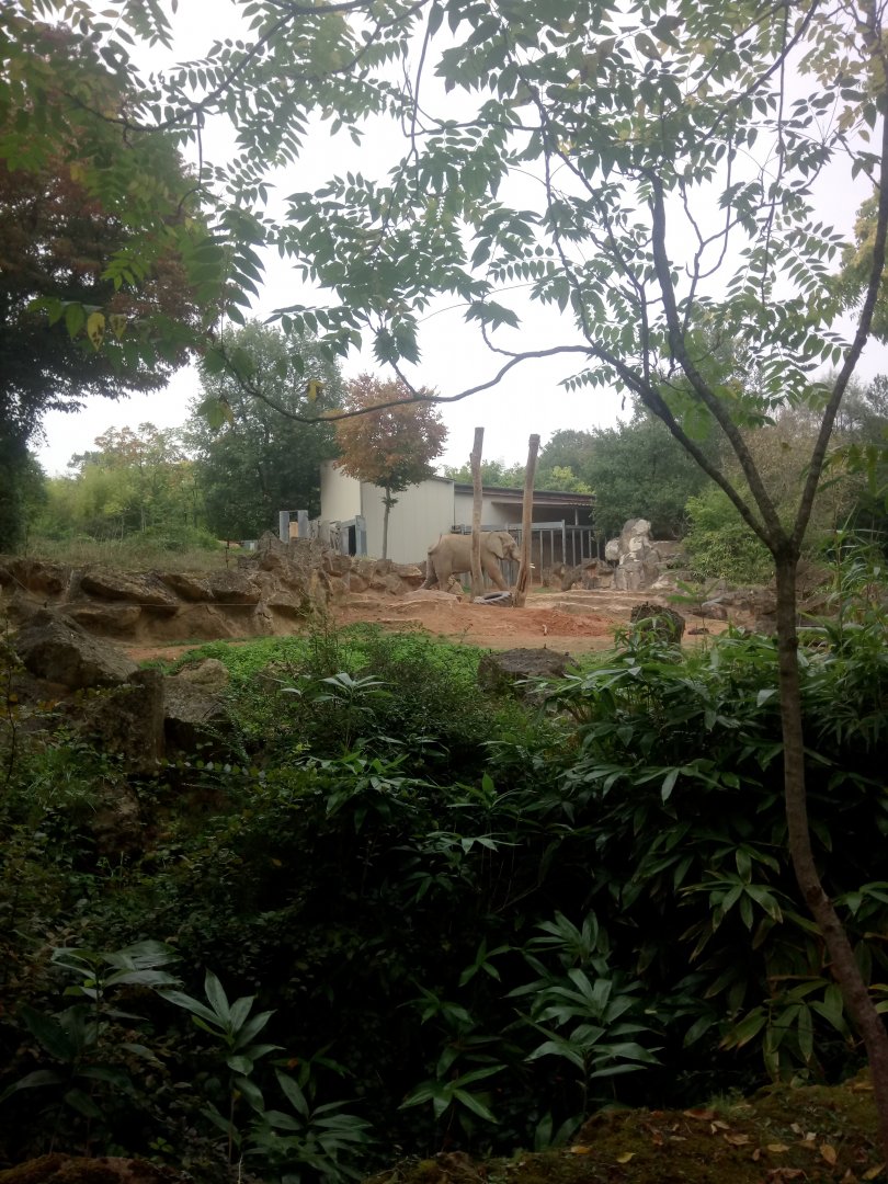 African Elephants Exhibit