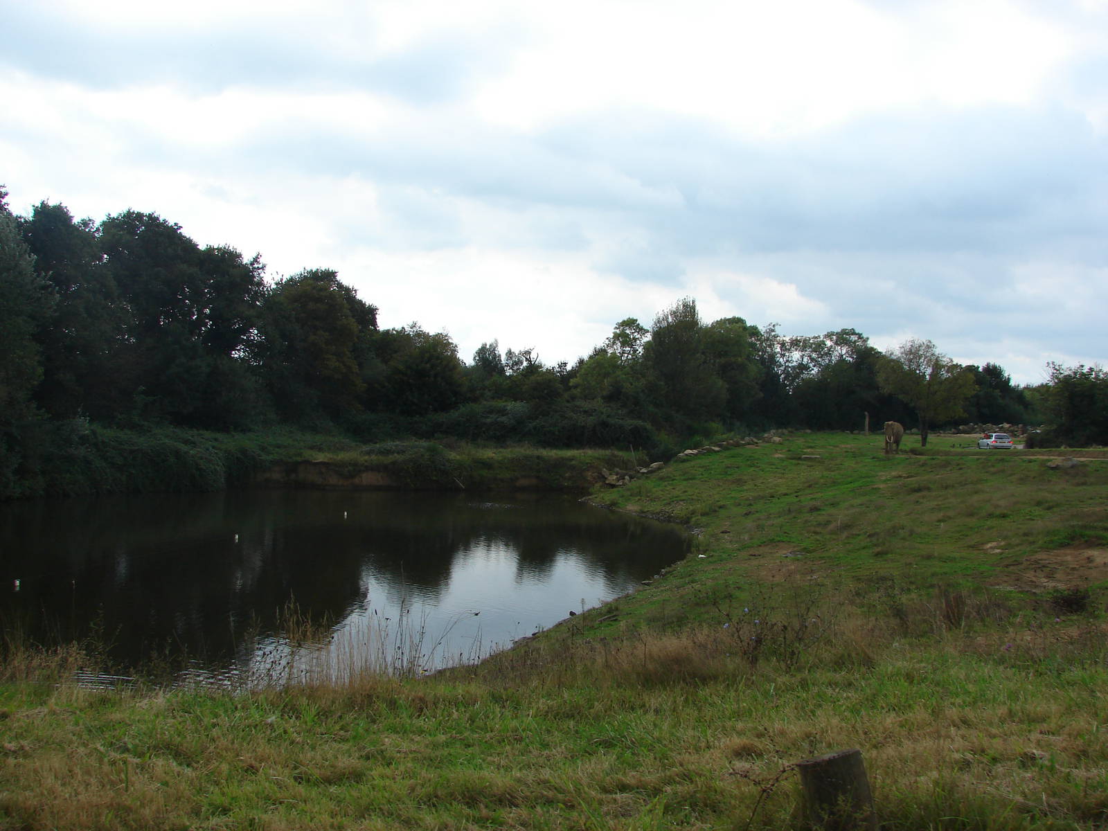 African elephants exhibits