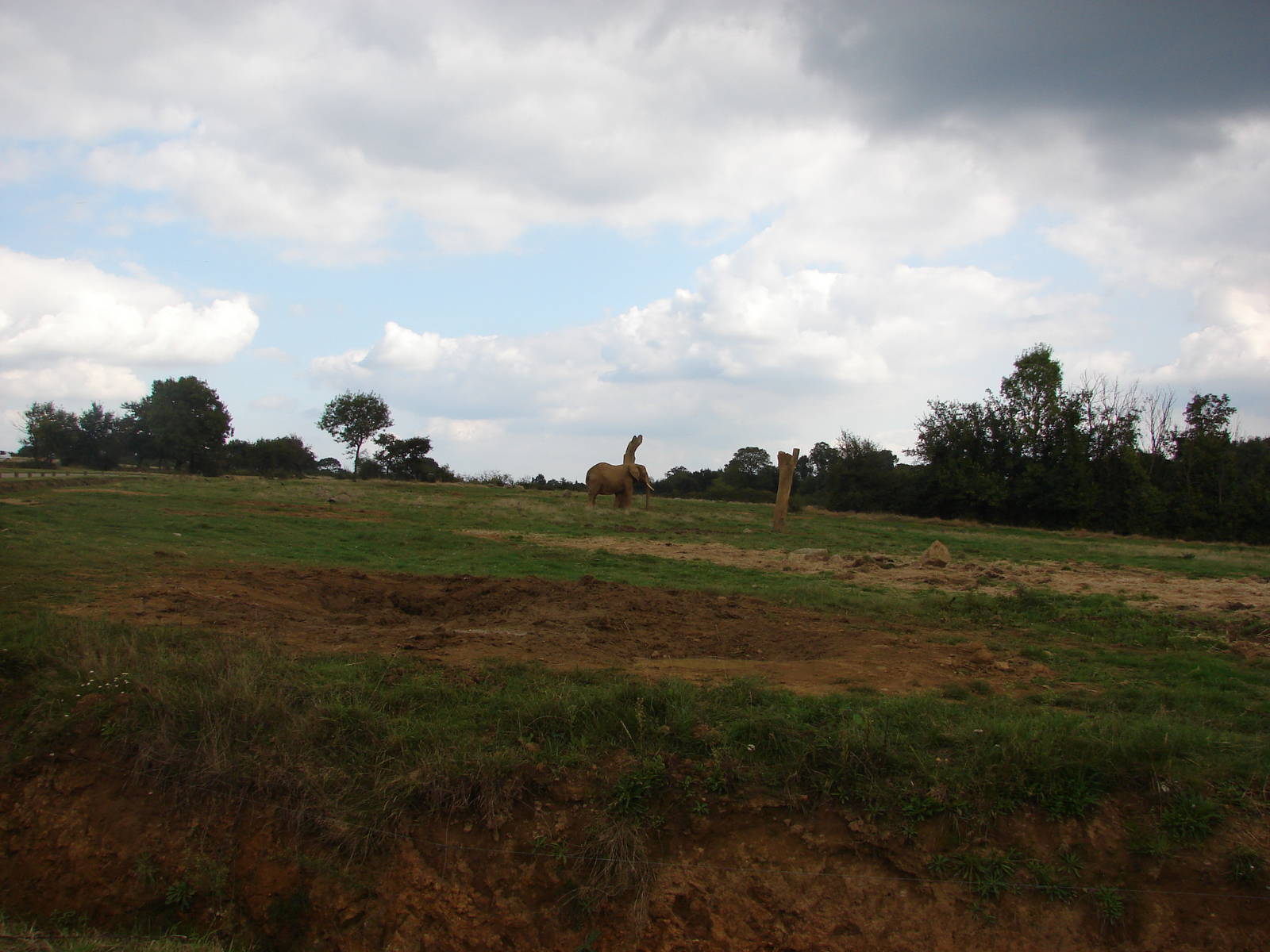 African elephants exhibits