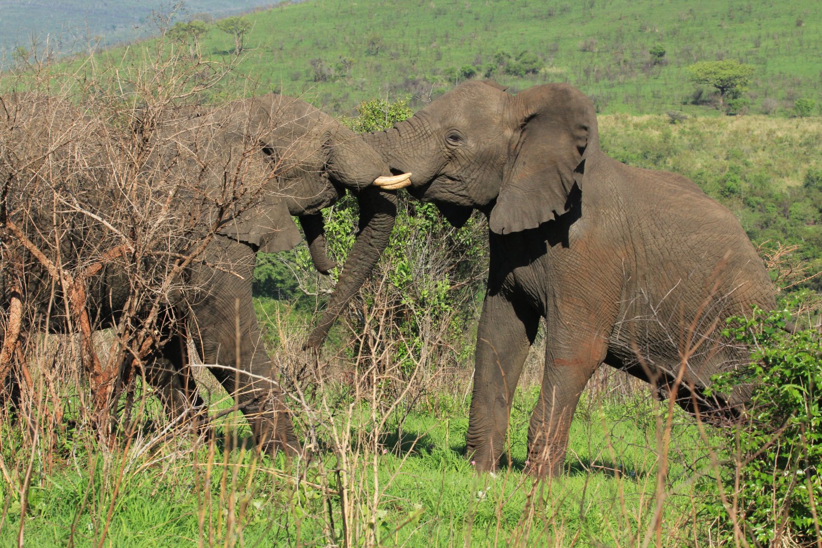 African elephants fighting (September 2012)
