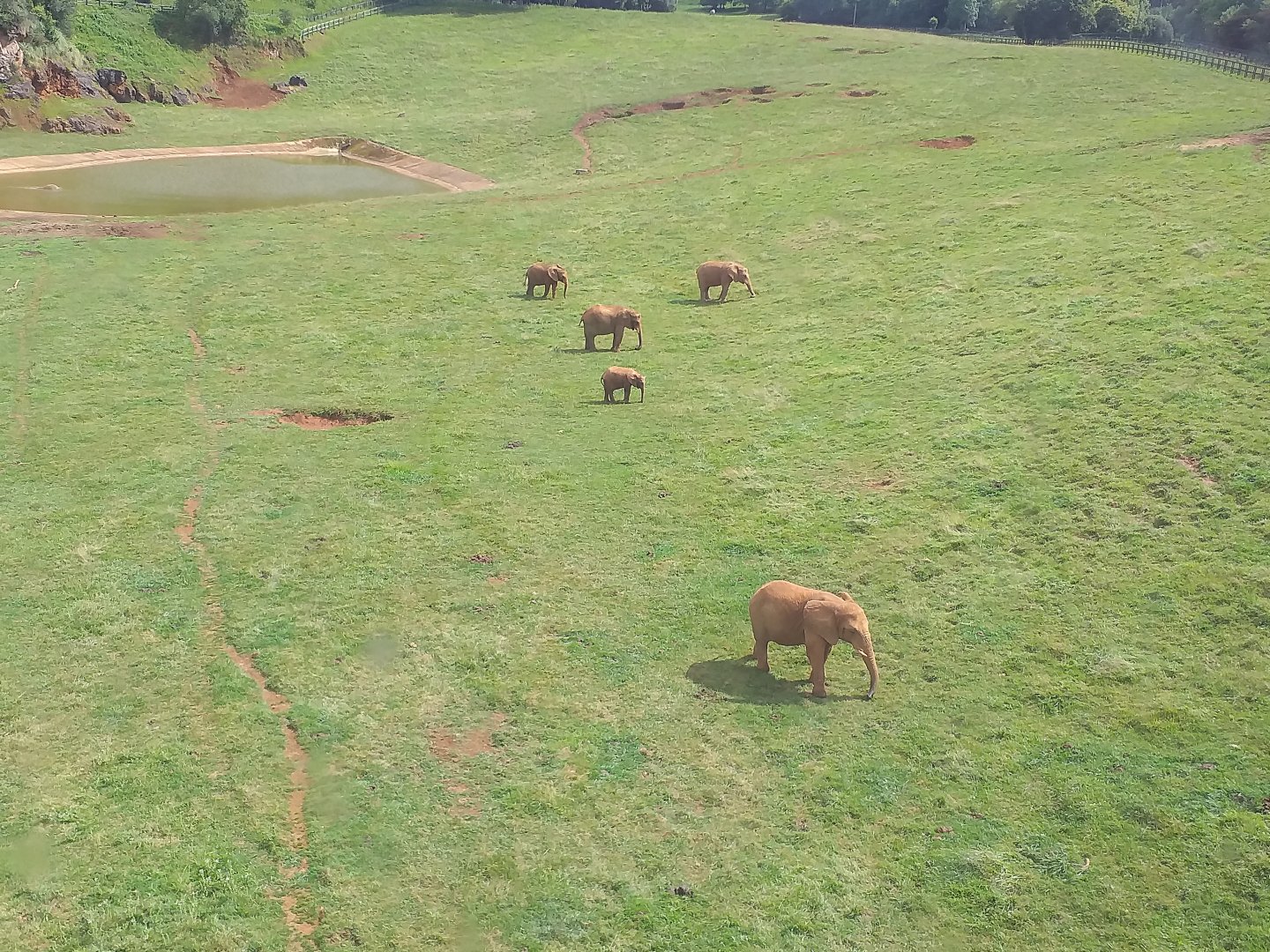 African elephants from the cable car-Cabarceno (2019)