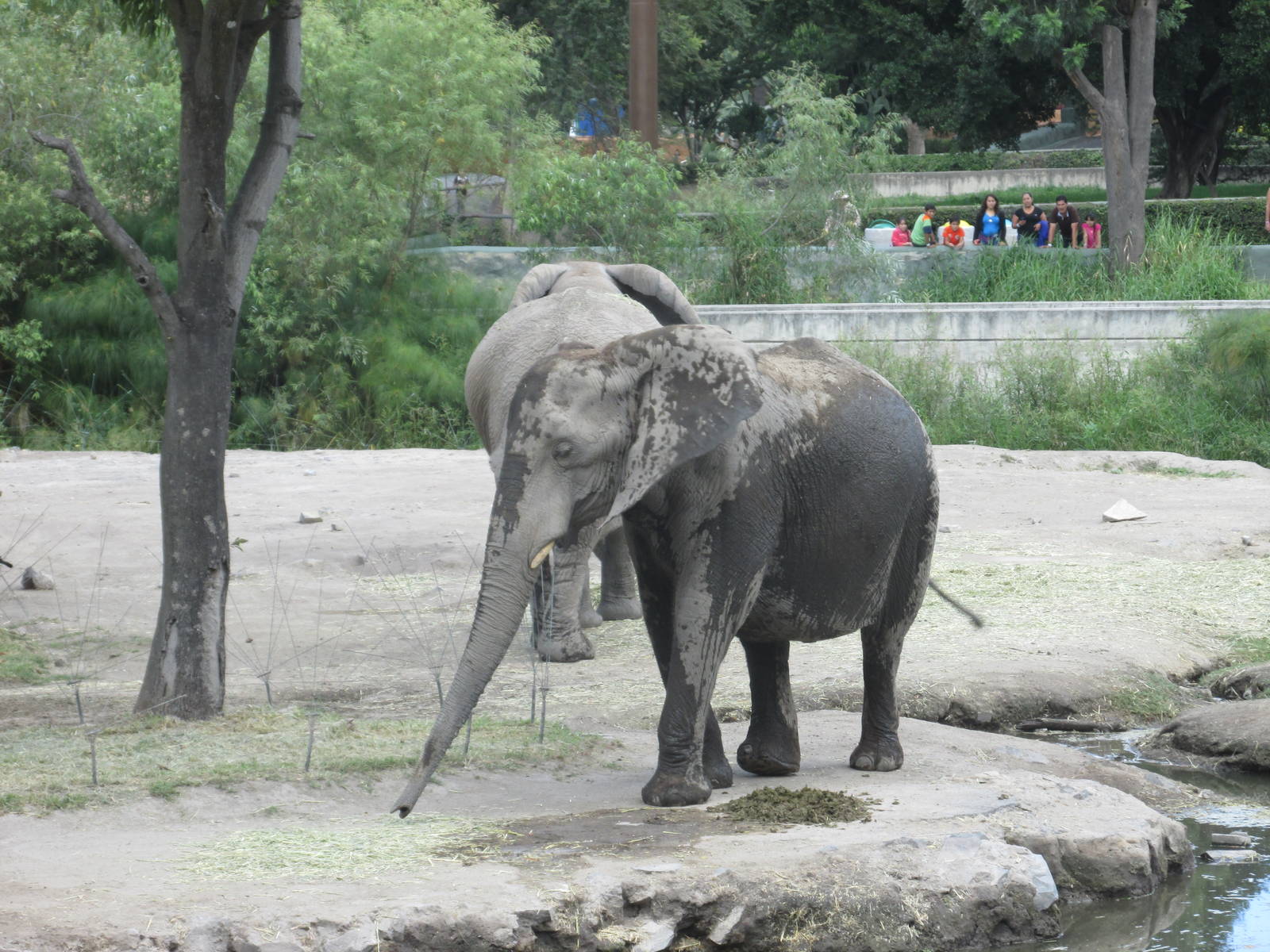 african elephants guadalajara zoo