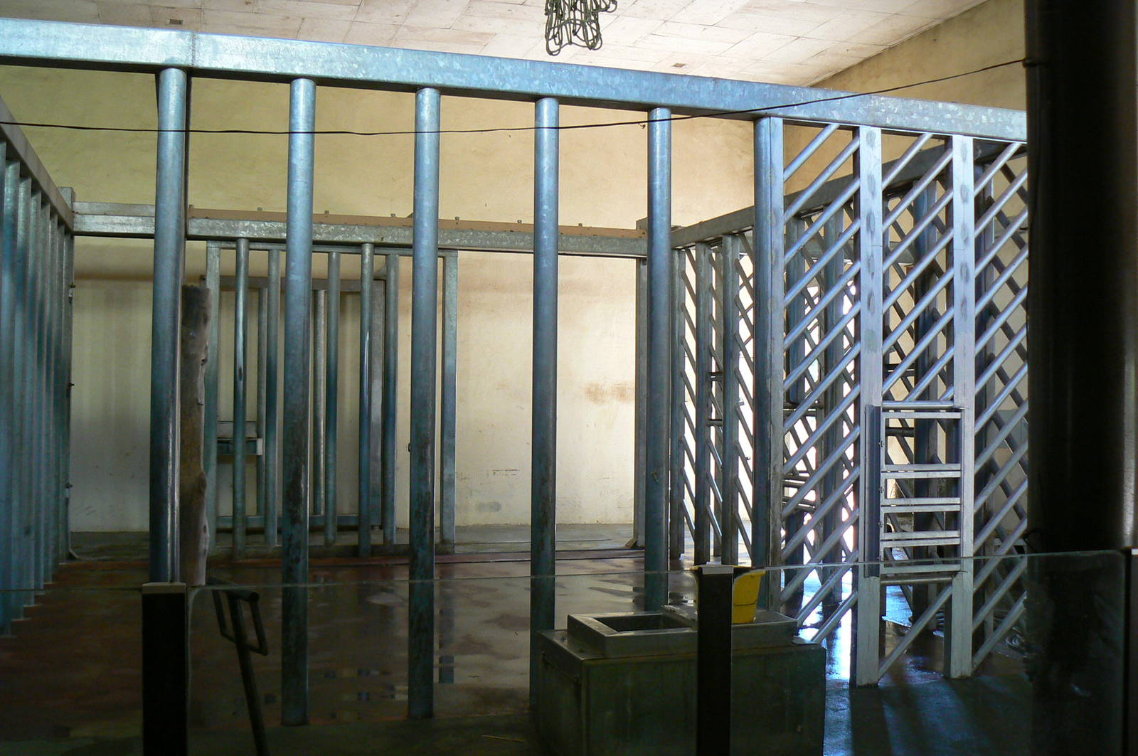 African elephants house