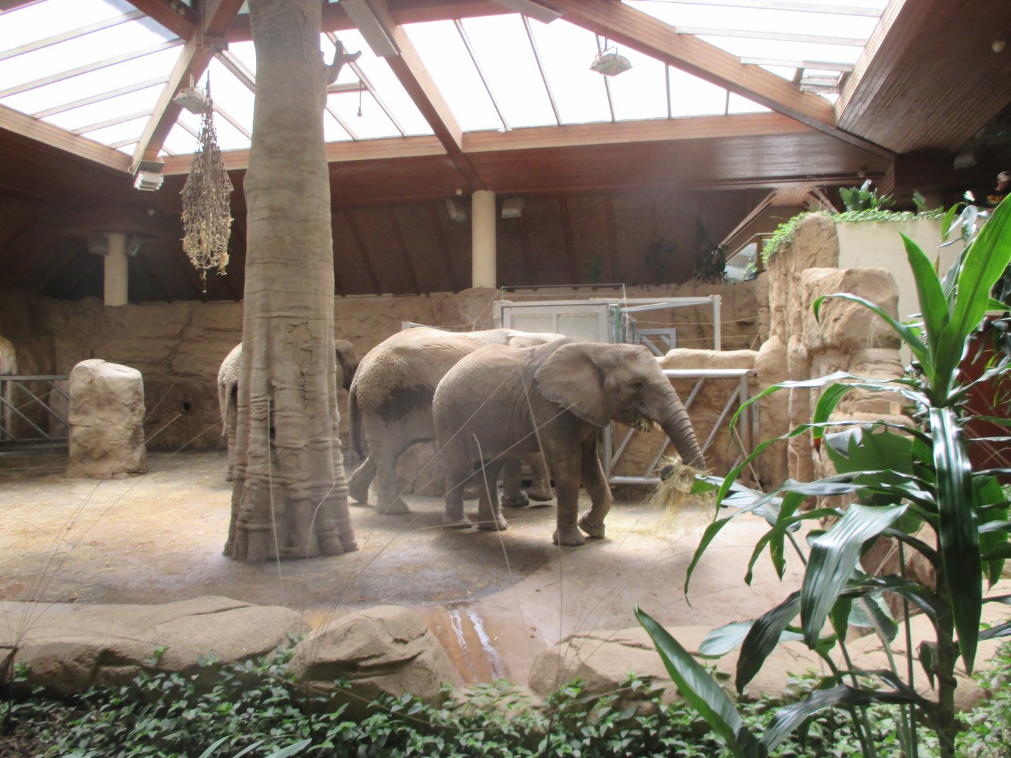 African elephant's house