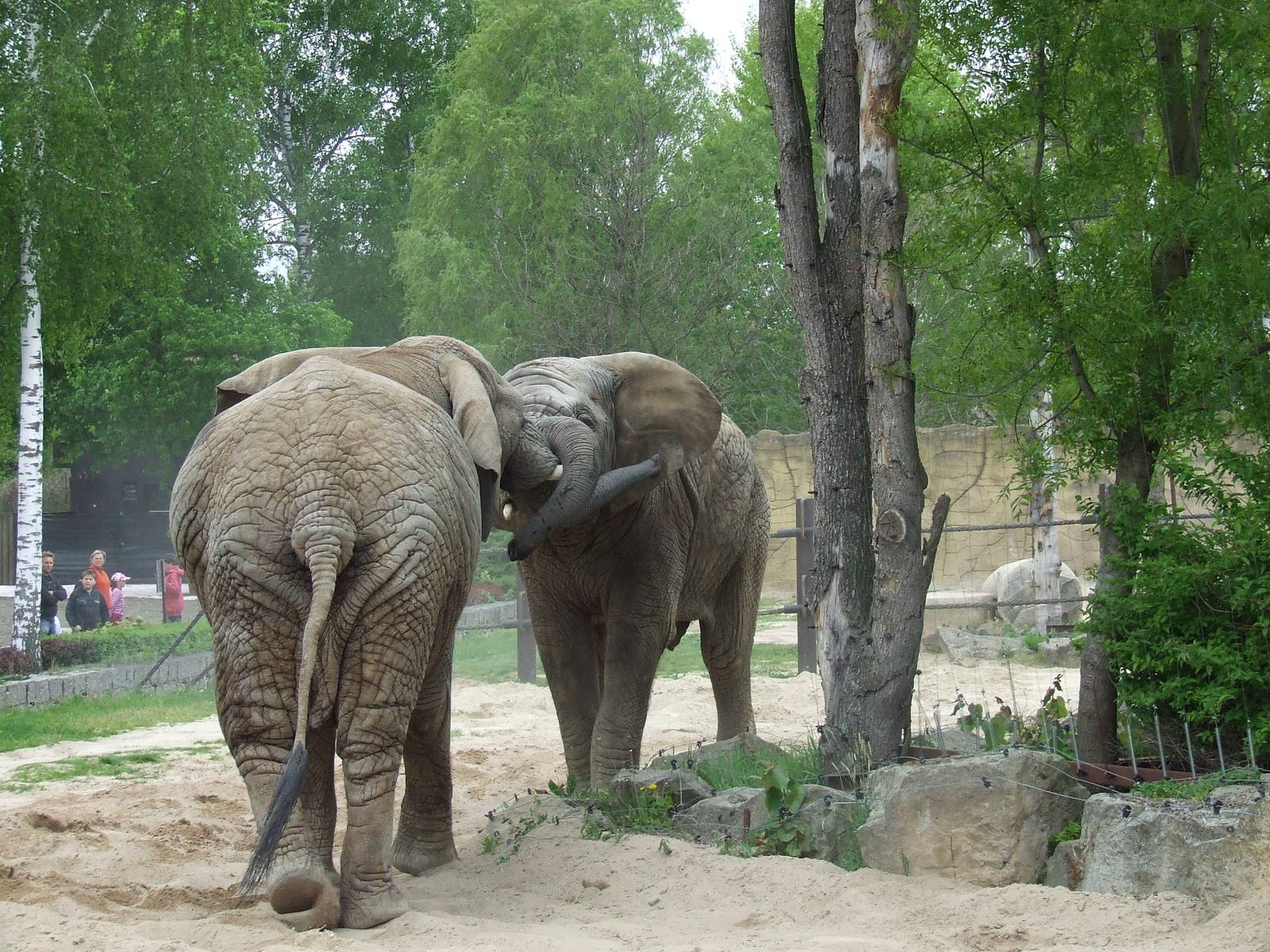 African Elephants II
