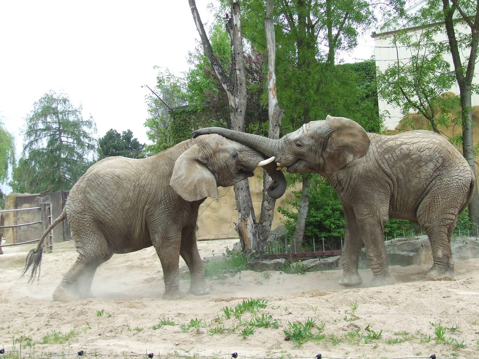 African Elephants III