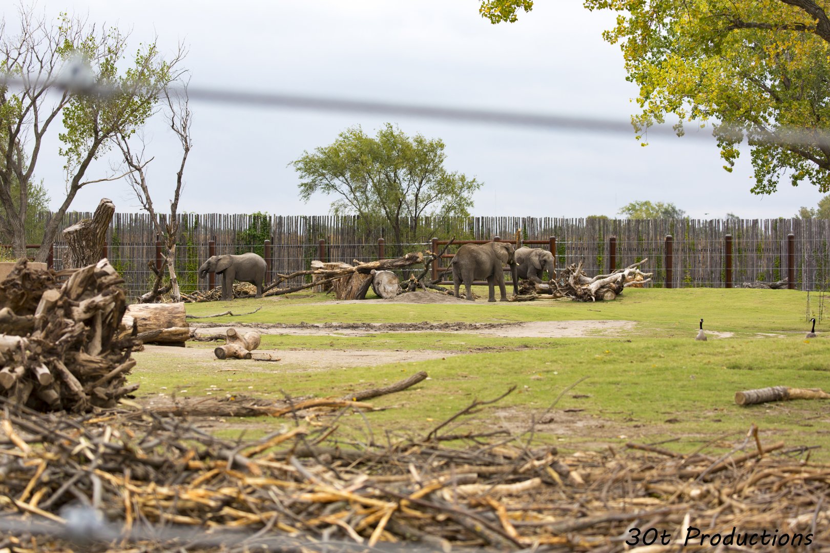 African Elephants in Second Yard