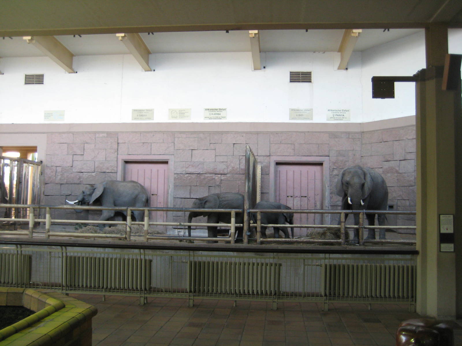 African Elephants Inside