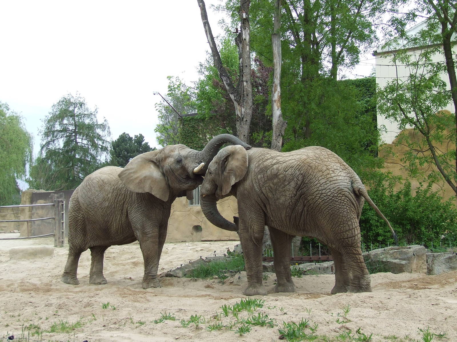 African Elephants IV