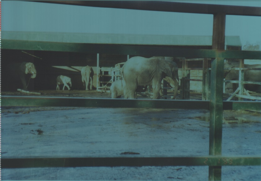 African Elephants, January 1999