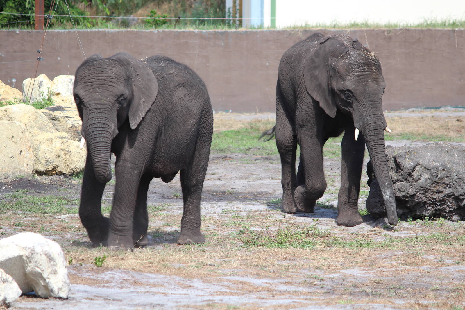 African elephants, July 2016