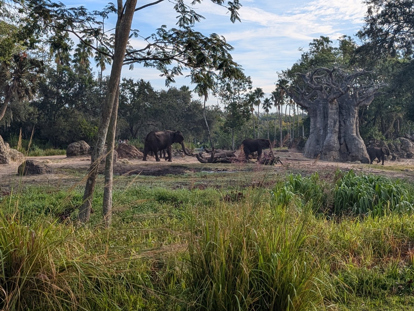 African Elephants - Kilimanjaro Safari