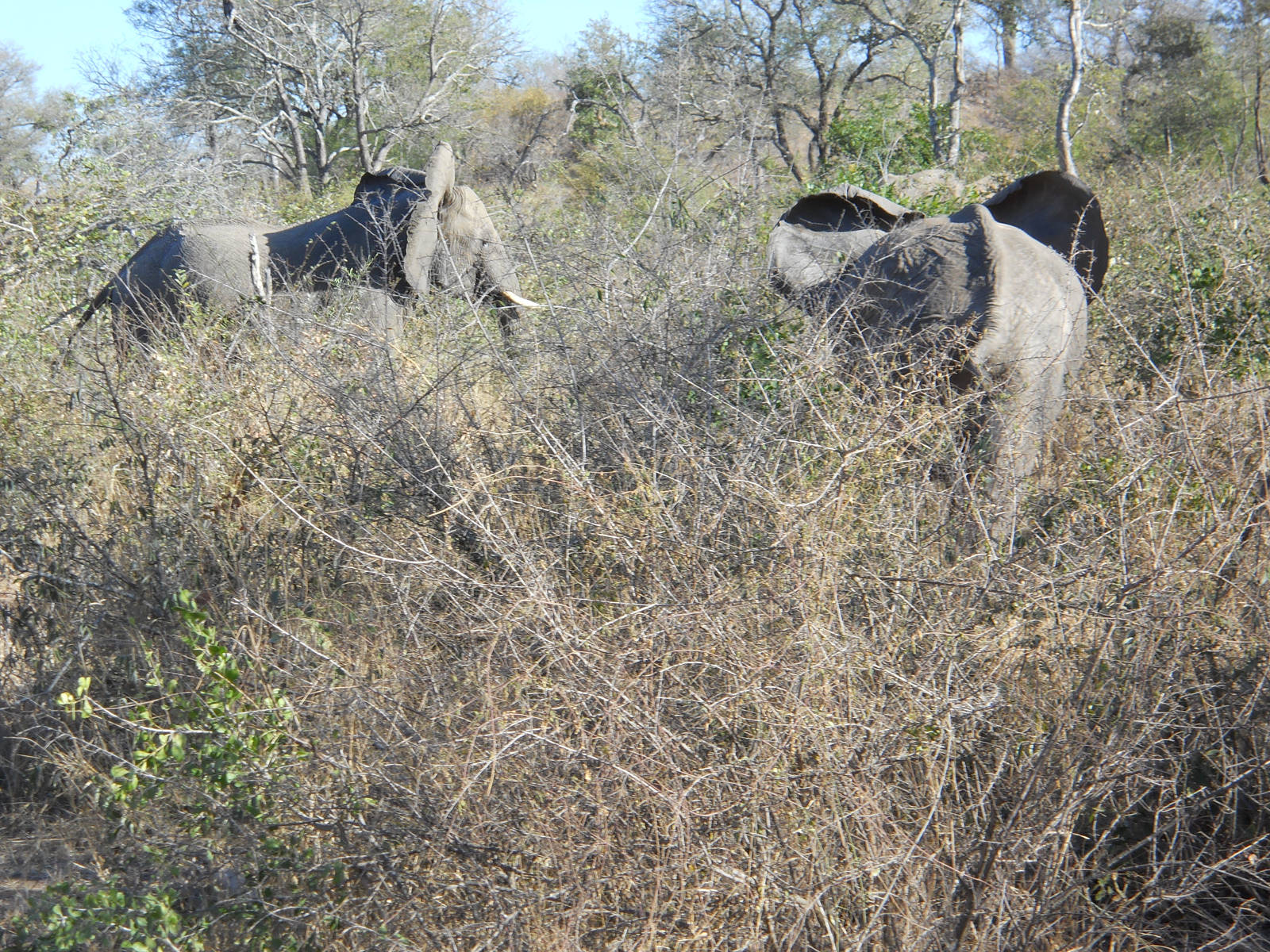 African elephants, Kruger National Park