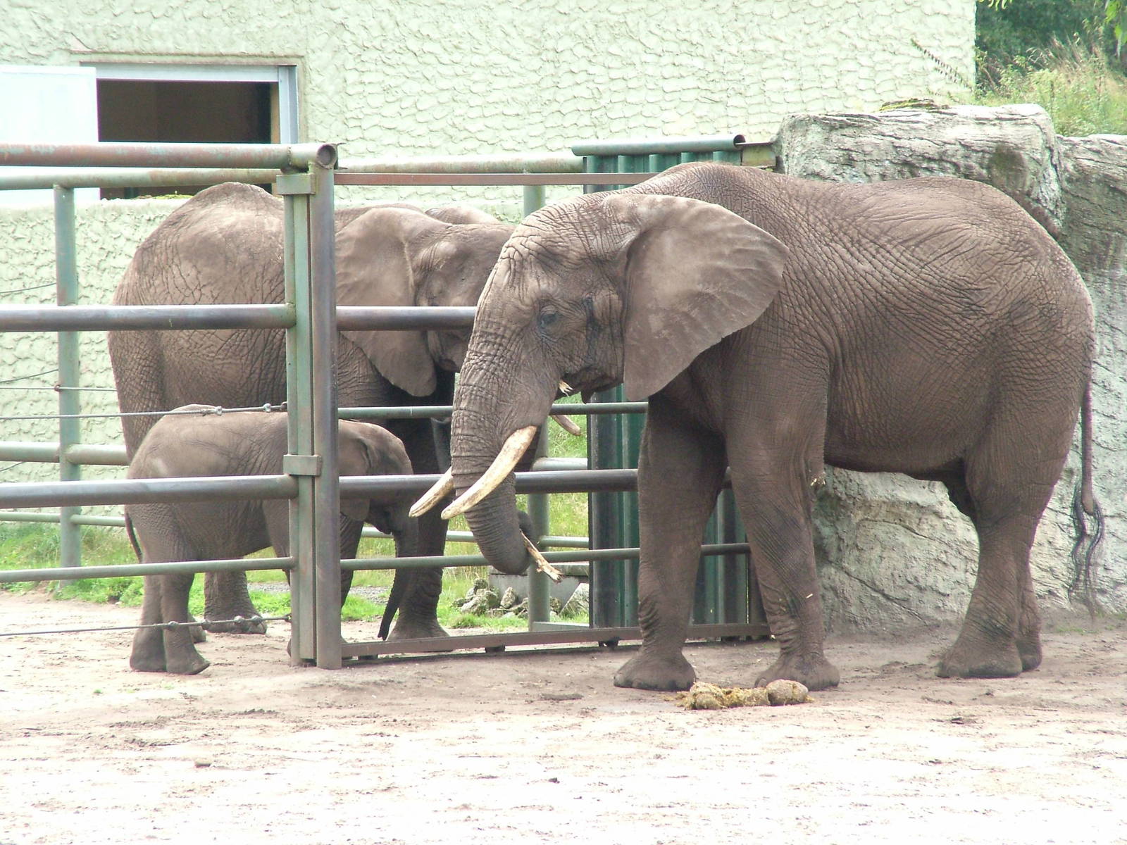 African Elephants (Loxodonta africana) at Serengetipark Hodenhagen