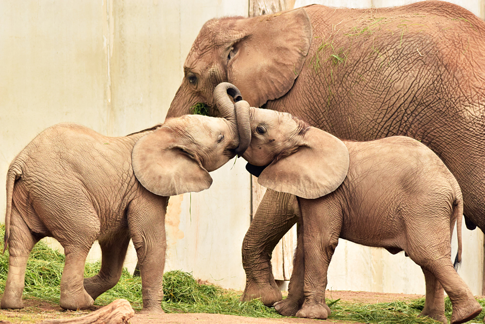 African elephants (Loxodonta africana)