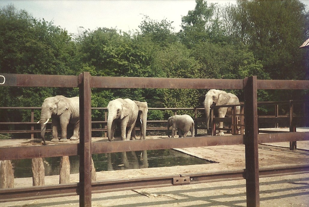 African Elephants, May 1984