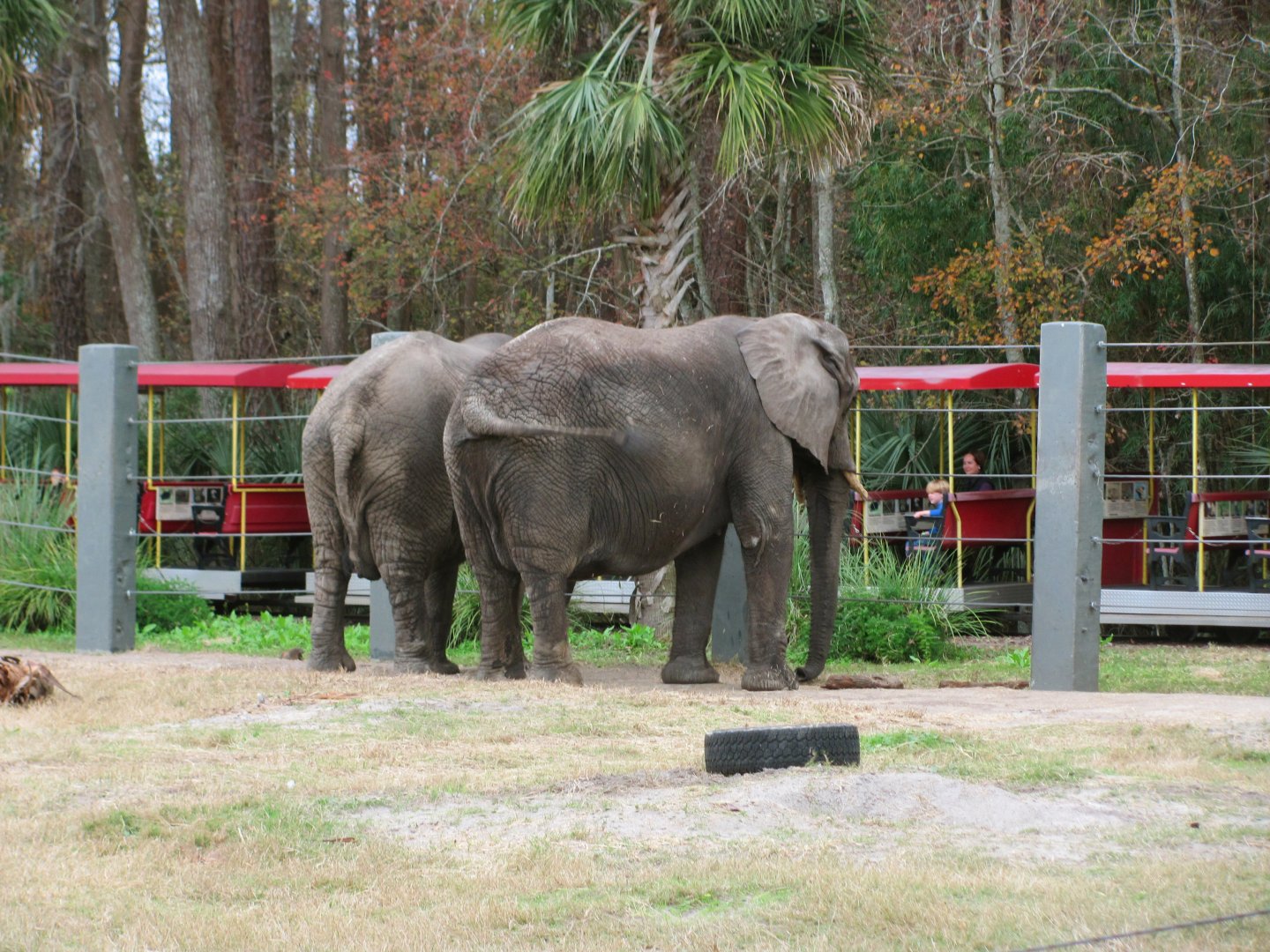 African Elephants Moki & Sheena