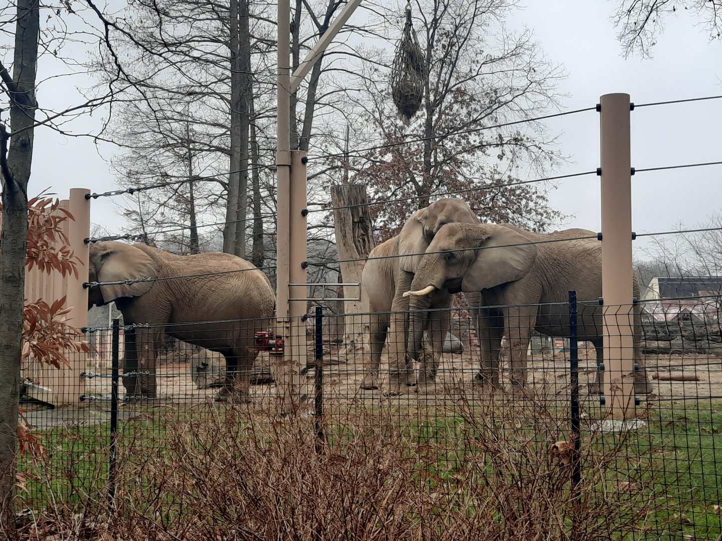 African Elephants Mopani Range