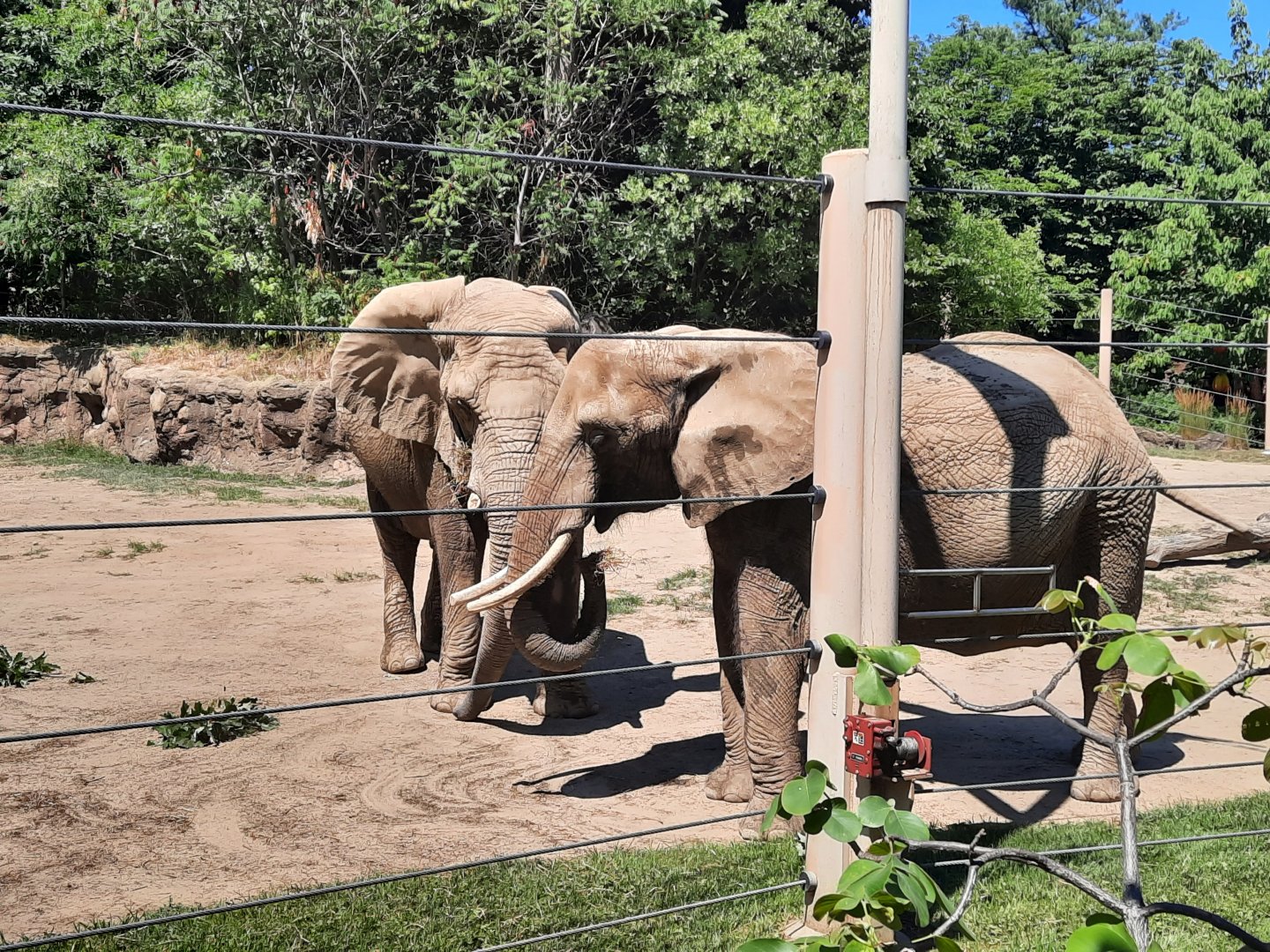 African Elephants - Moshi and Shenga