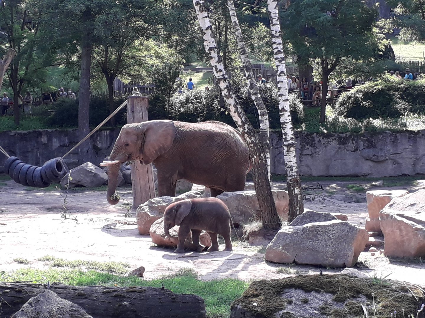 African elephants- mother and calf