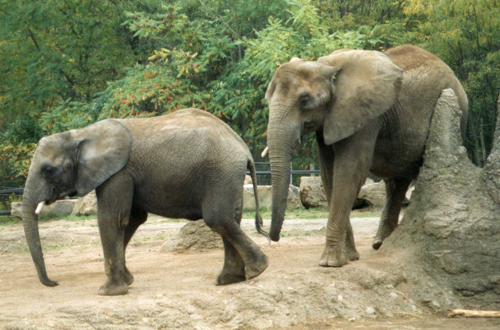 African elephants-Mother with calf