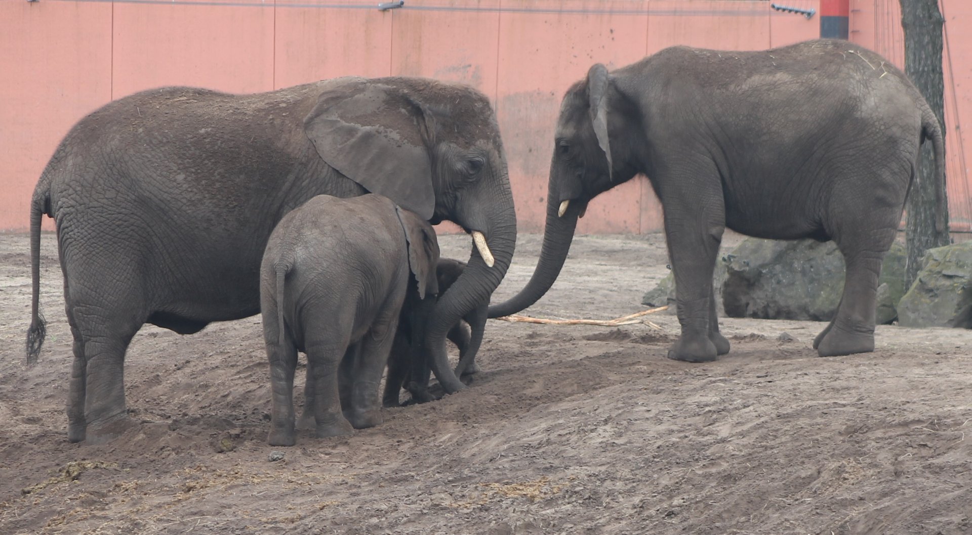 African elephants - Mother with her 3 daughters