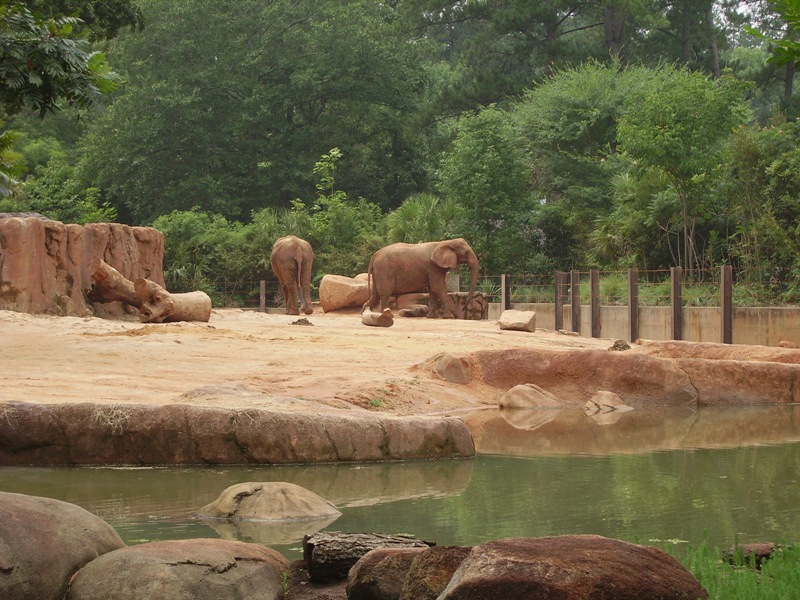 African Elephants - Ndoki Forest