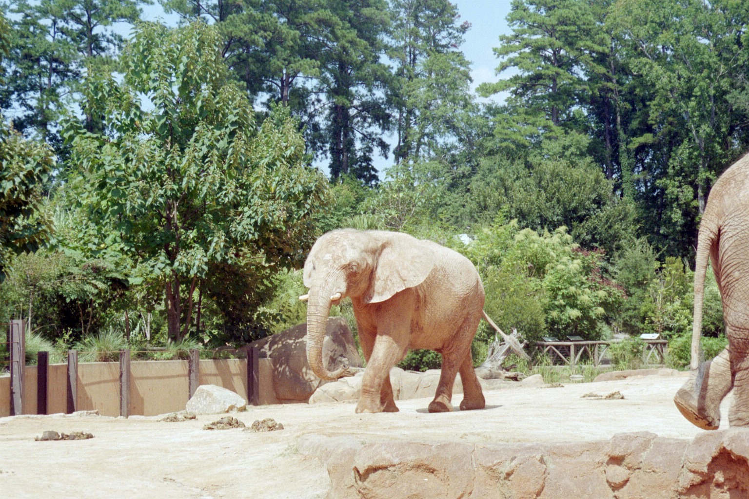 African Elephants - Ndoki Forest
