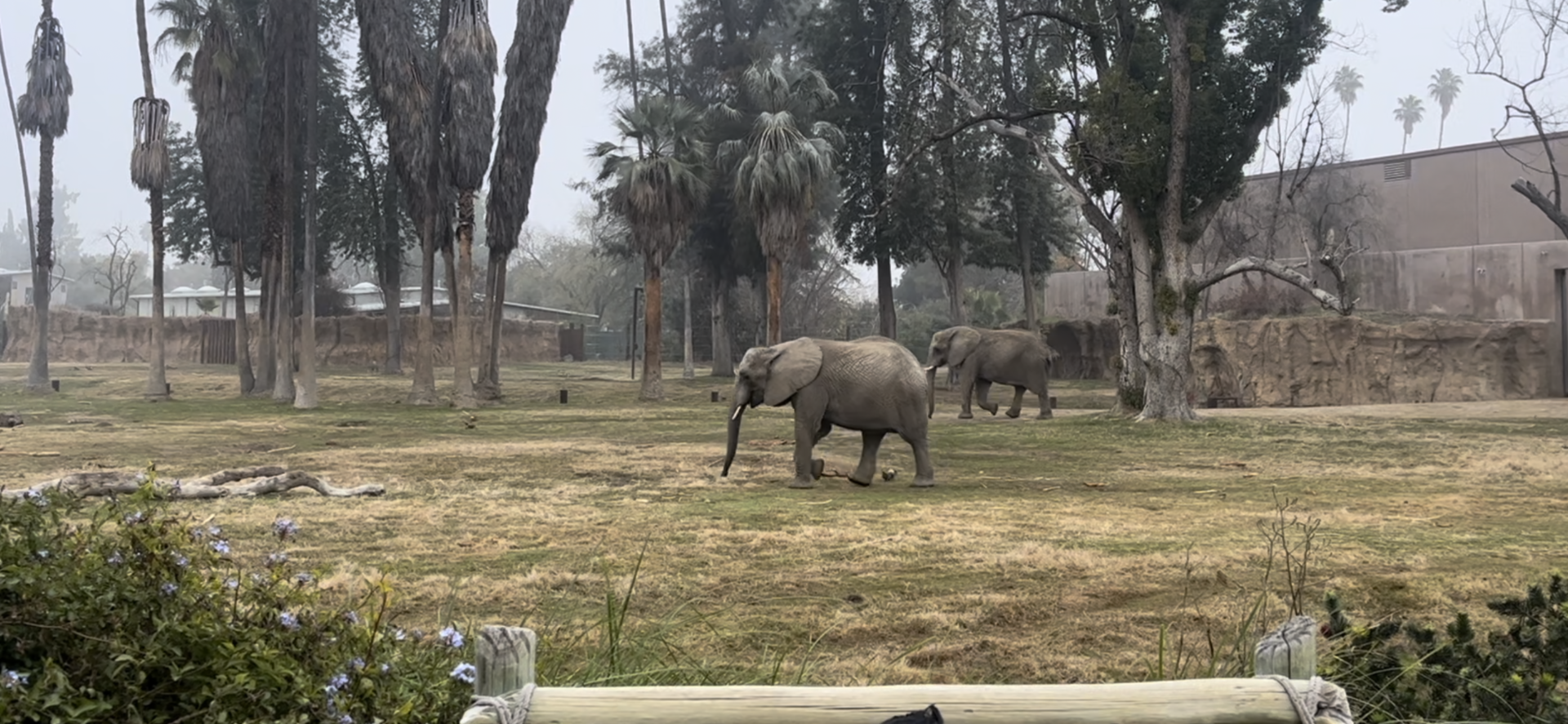 African Elephants Nolwazi and Amahle