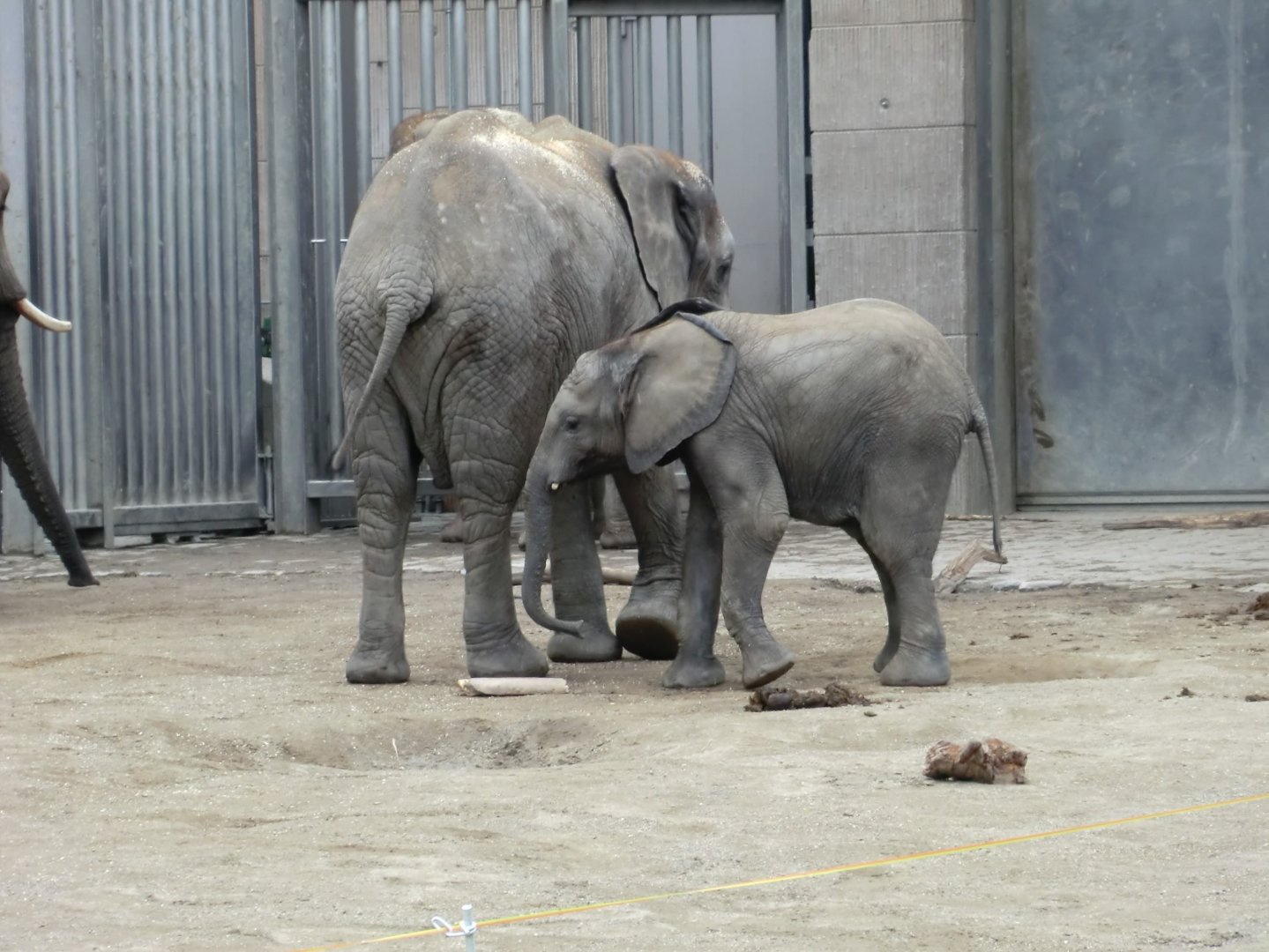 African elephants October 2012