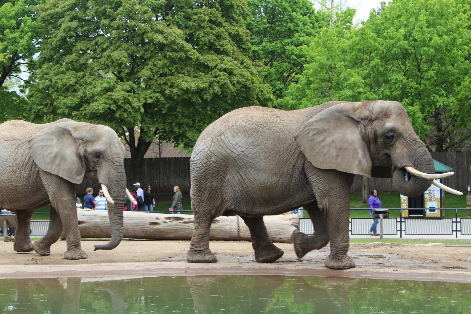 African Elephants on the Move