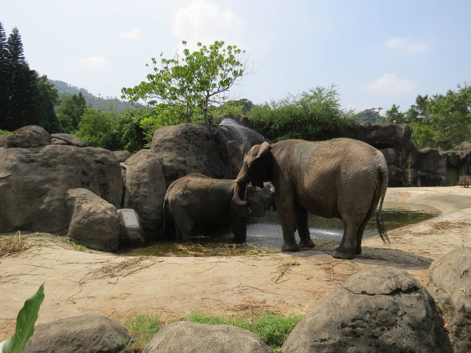 African Elephants play water