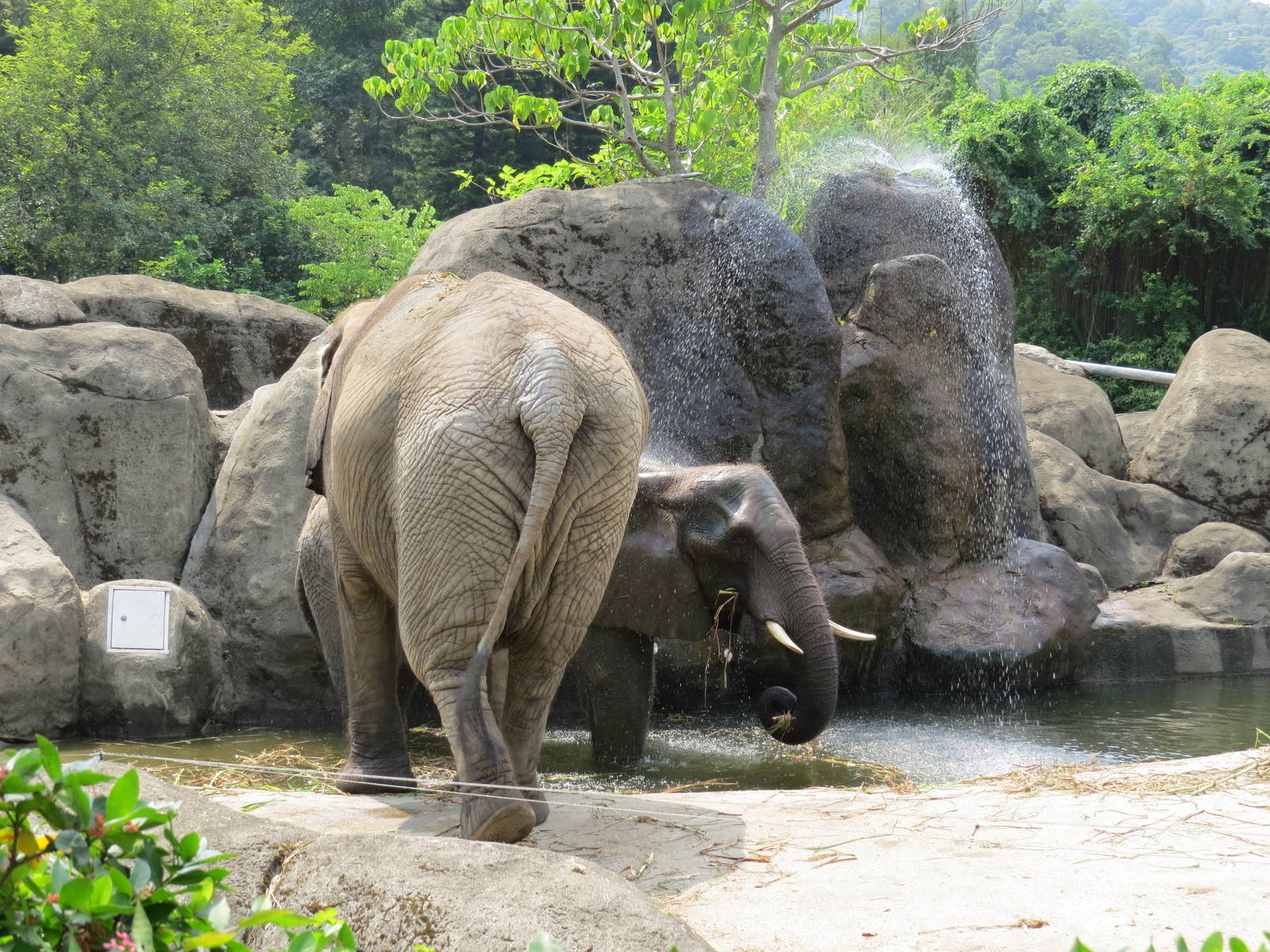 African Elephants play water
