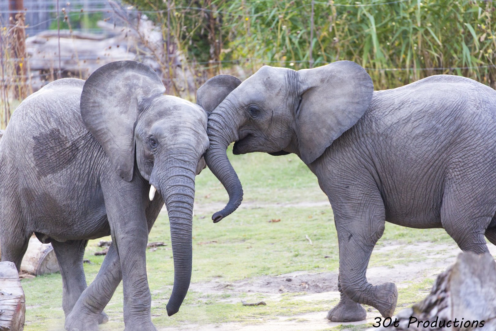 African Elephants play